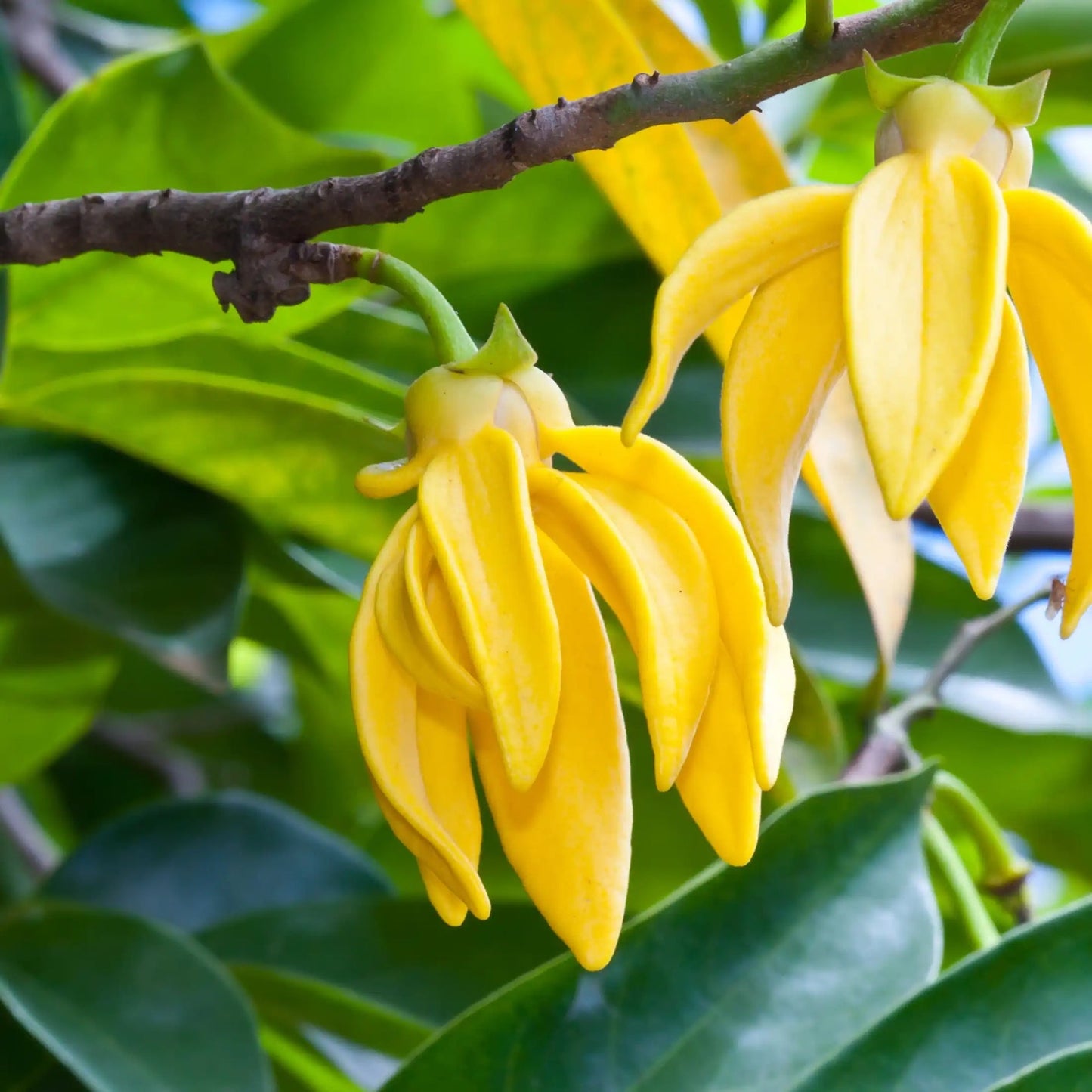 Olio essenziale di Ylang Ylang (Cananga odorata)